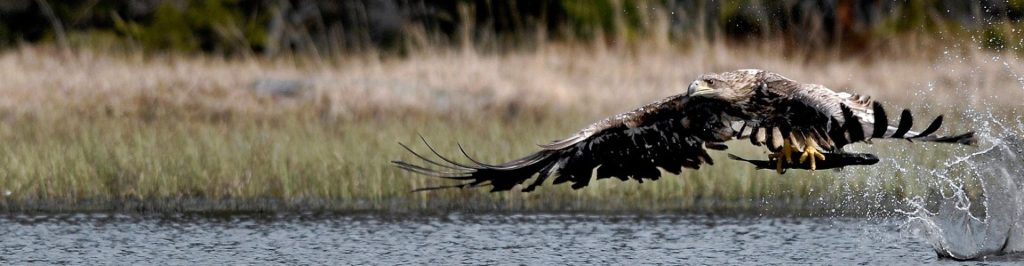 (C) Seppo Lammi, Vaasa