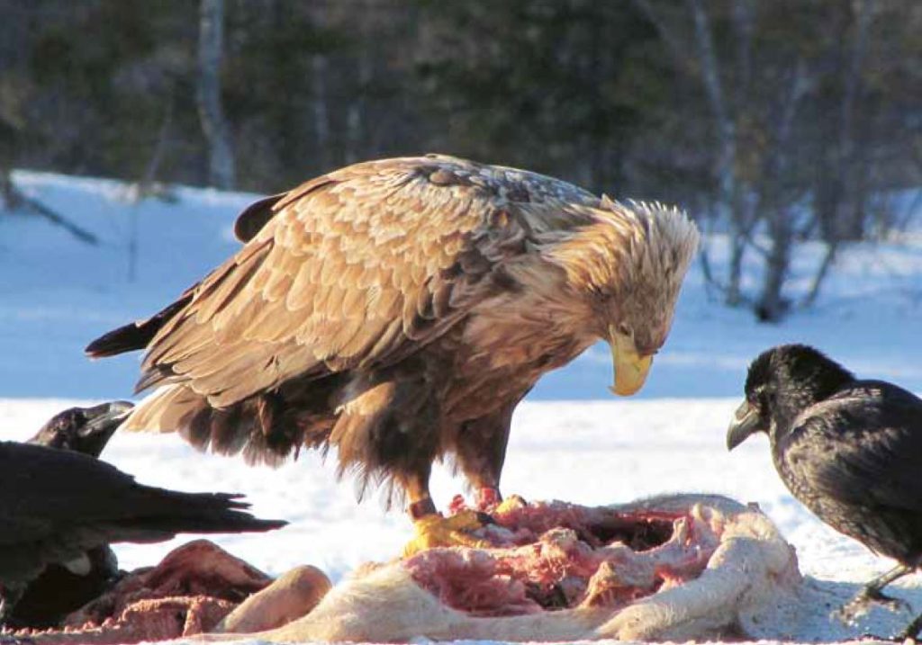 Kuinka epäonnistua aikuisen merikotkan pyydystämisessä parhaiten /pahiten