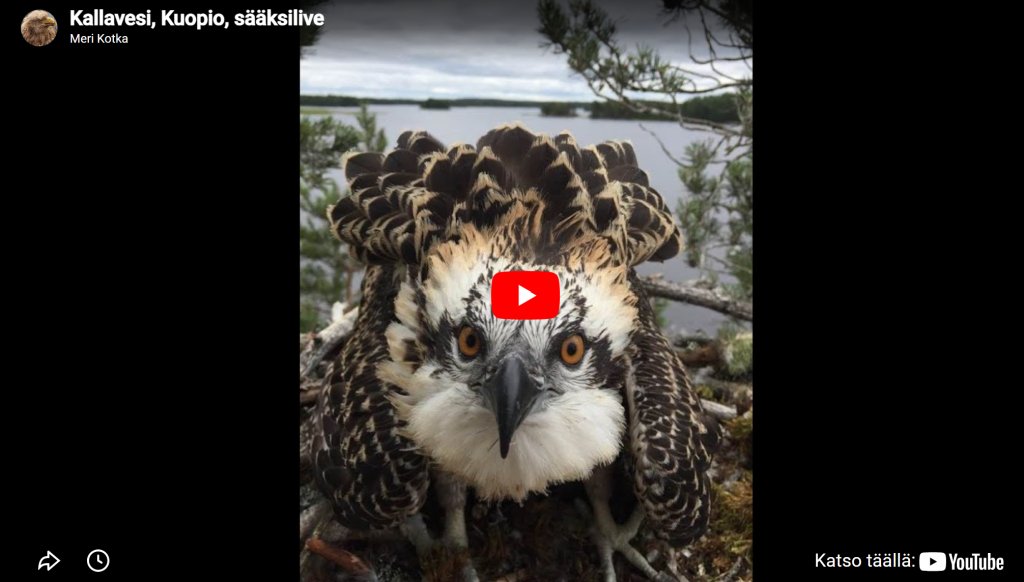 Pohjois-Savo Sääksilive 2026